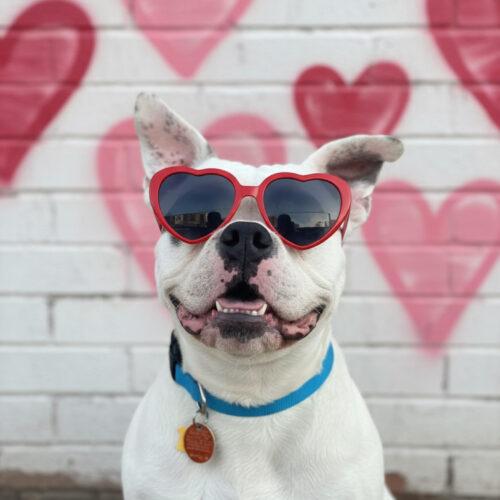 Franklin, Adoptable, Young Male American Bulldog & Mixed Breed.