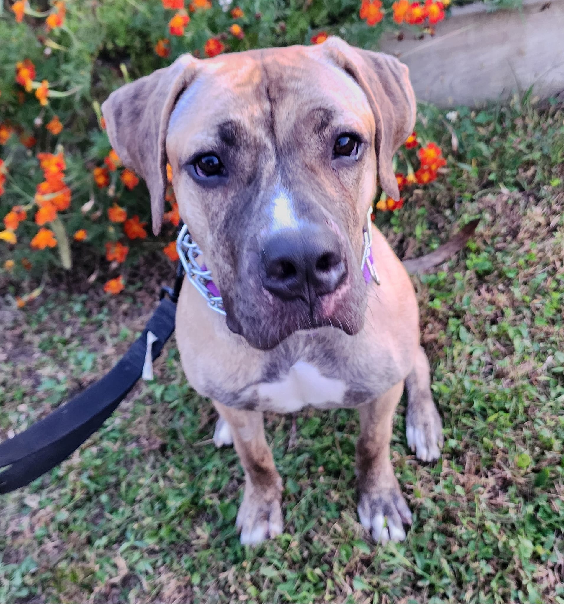 Luka, a Adoptable mixed breed in Byron, IL image 2/5