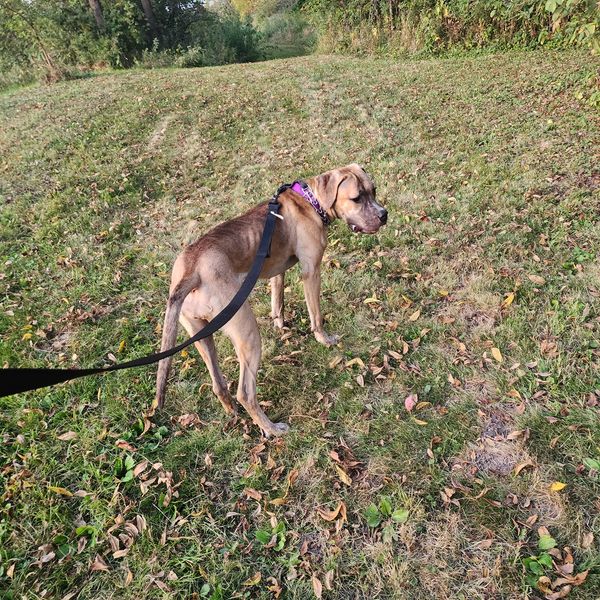 Luka, a Adoptable mixed breed in Byron, IL image 3/5