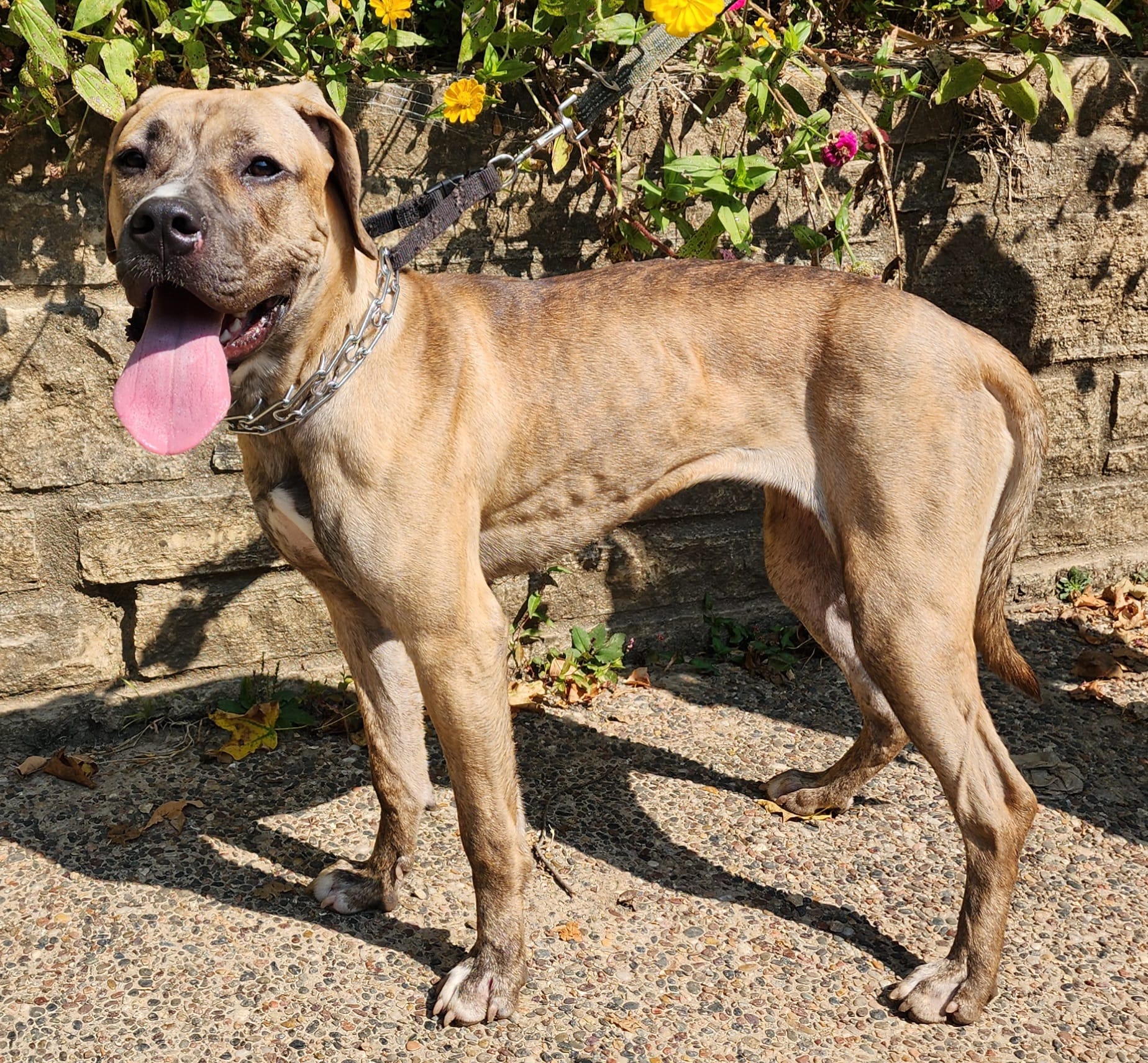Luka, a Adoptable mixed breed in Byron, IL image 4/5