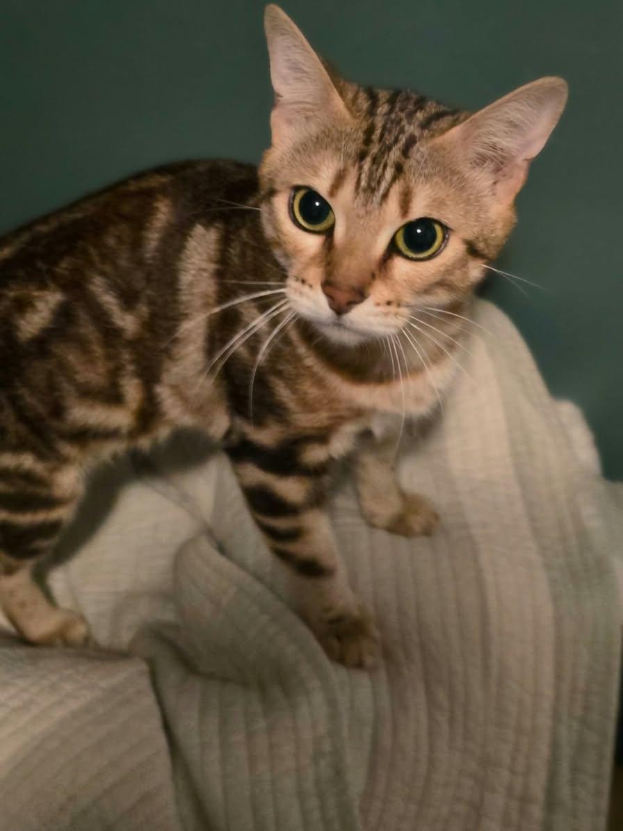 Enlarge Ella, a Adoptable Bengal in Hamilton, MI image 2/2