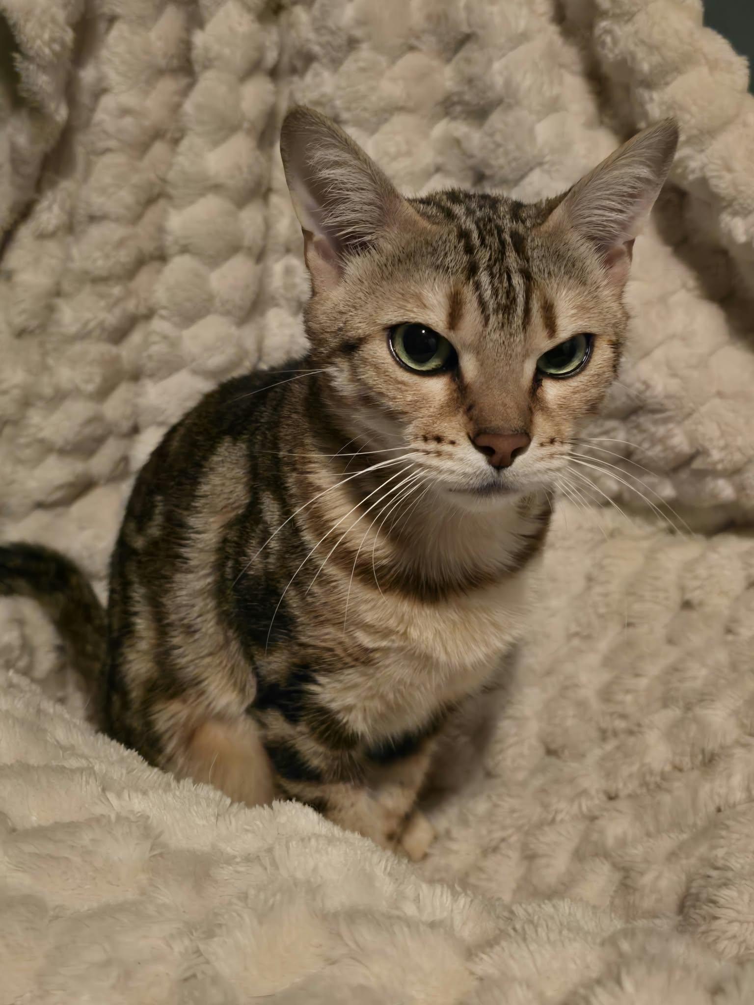 Ella, Adoptable, Adult Female Bengal.