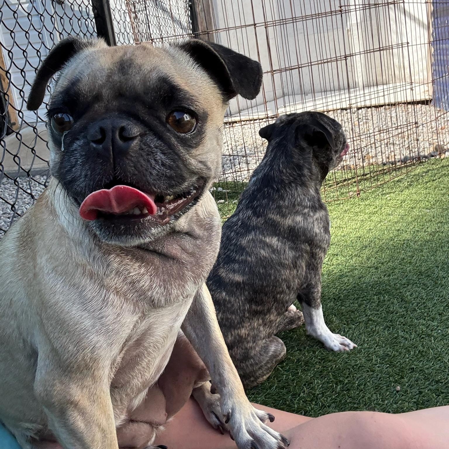 Harper, an adoptable mixed breed in Groton, CT image 3/6