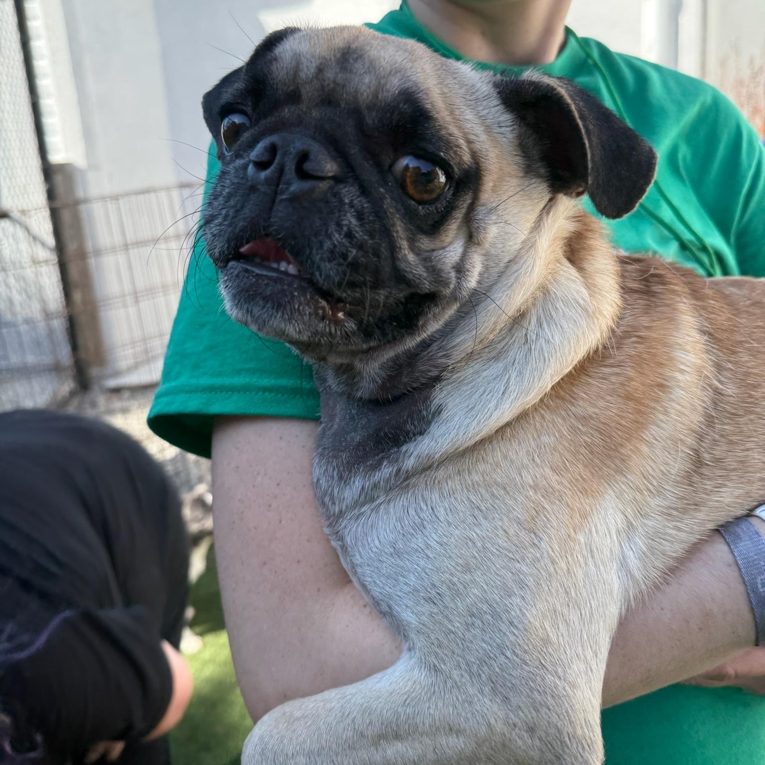 Harper, an adoptable mixed breed in Groton, CT image 5/6