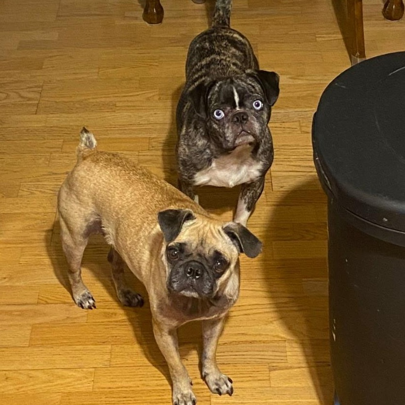 Harper, an adoptable mixed breed in Groton, CT image 6/6