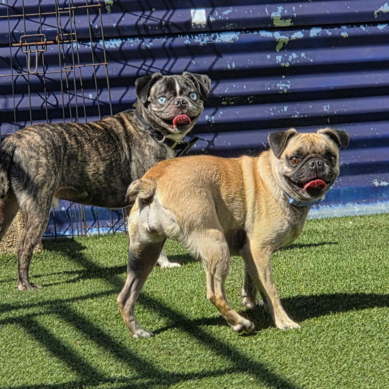 Harper, an adoptable mixed breed in Groton, CT image 2/6