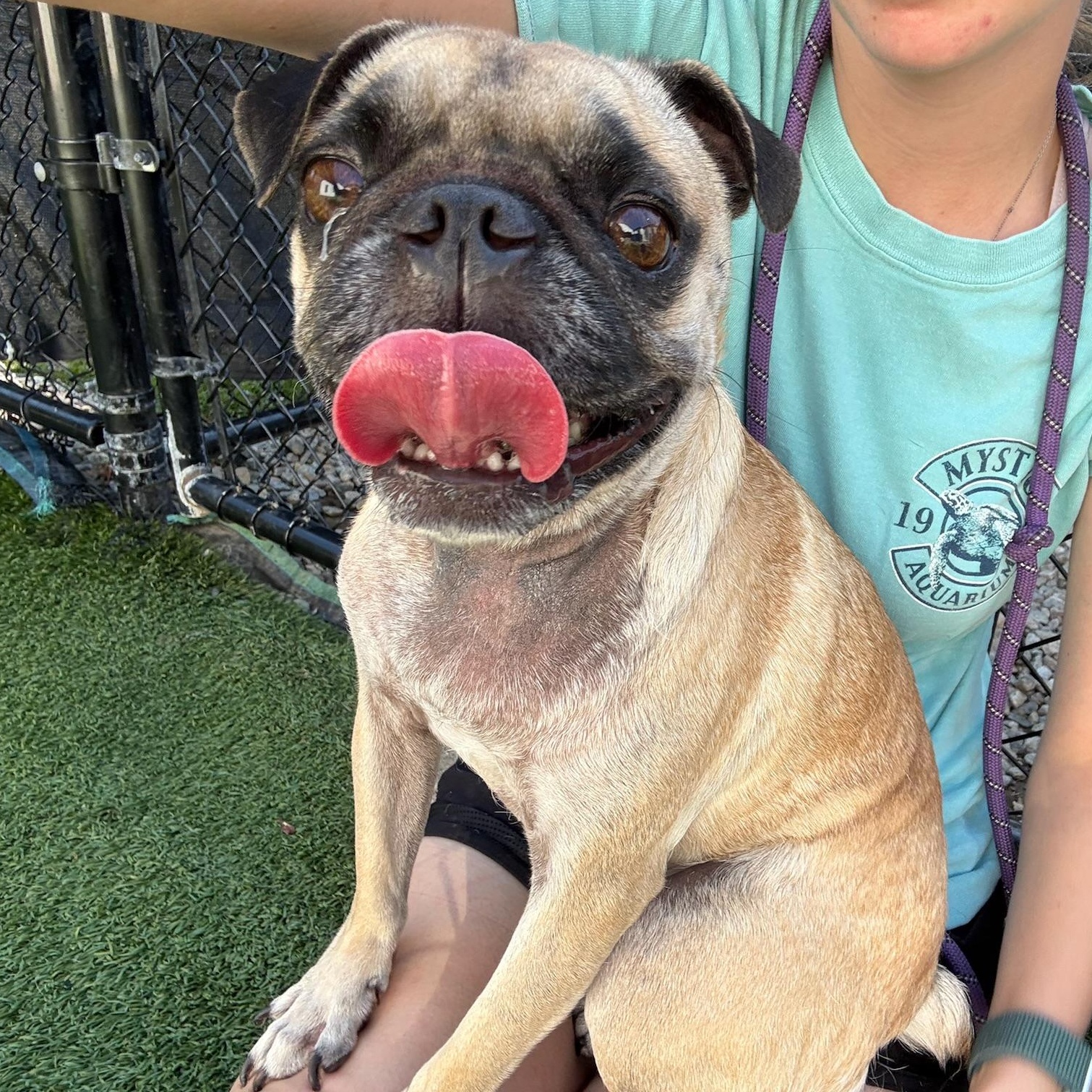 Harper, adoptable, Adult Female Pug.