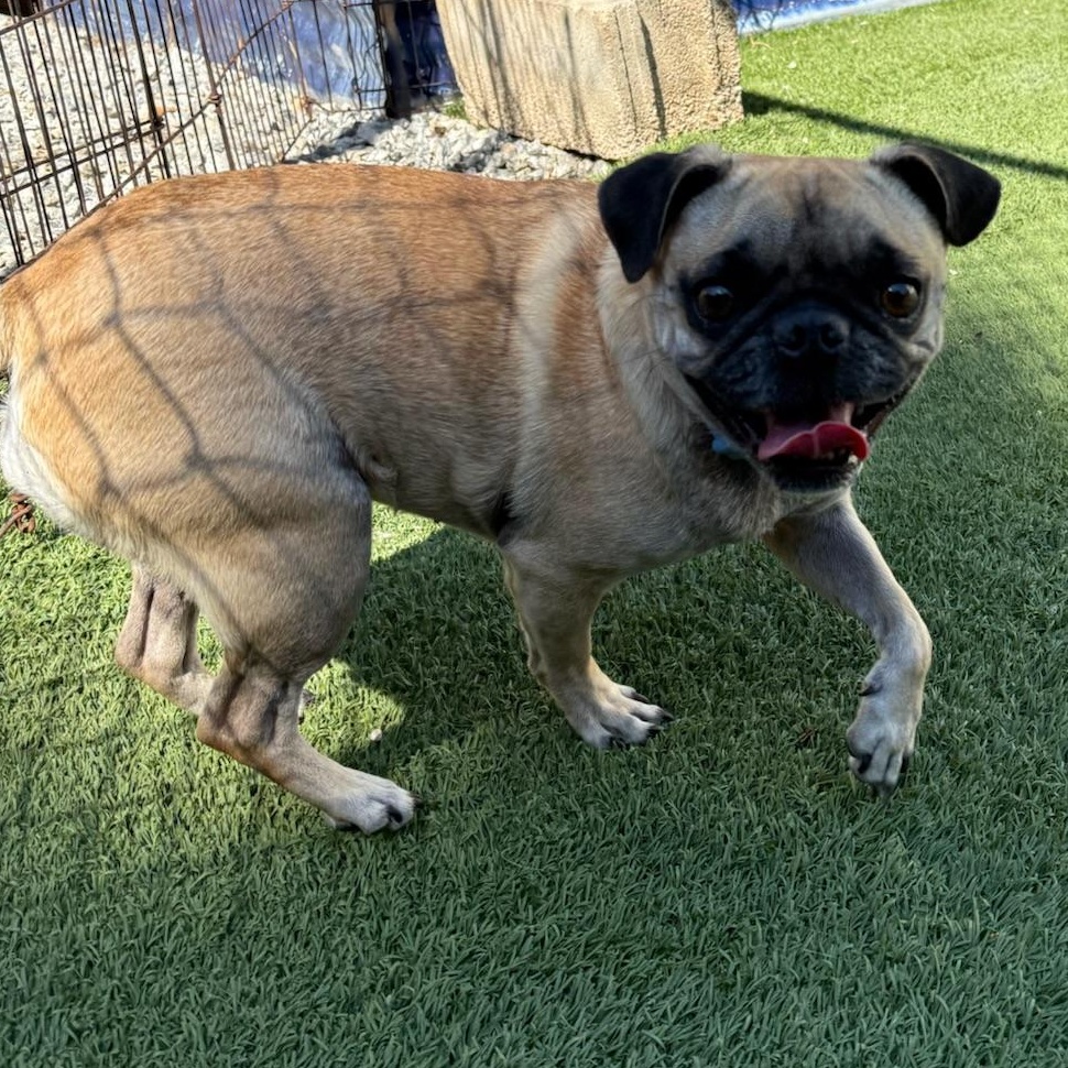 Harper, an adoptable mixed breed in Groton, CT image 4/6