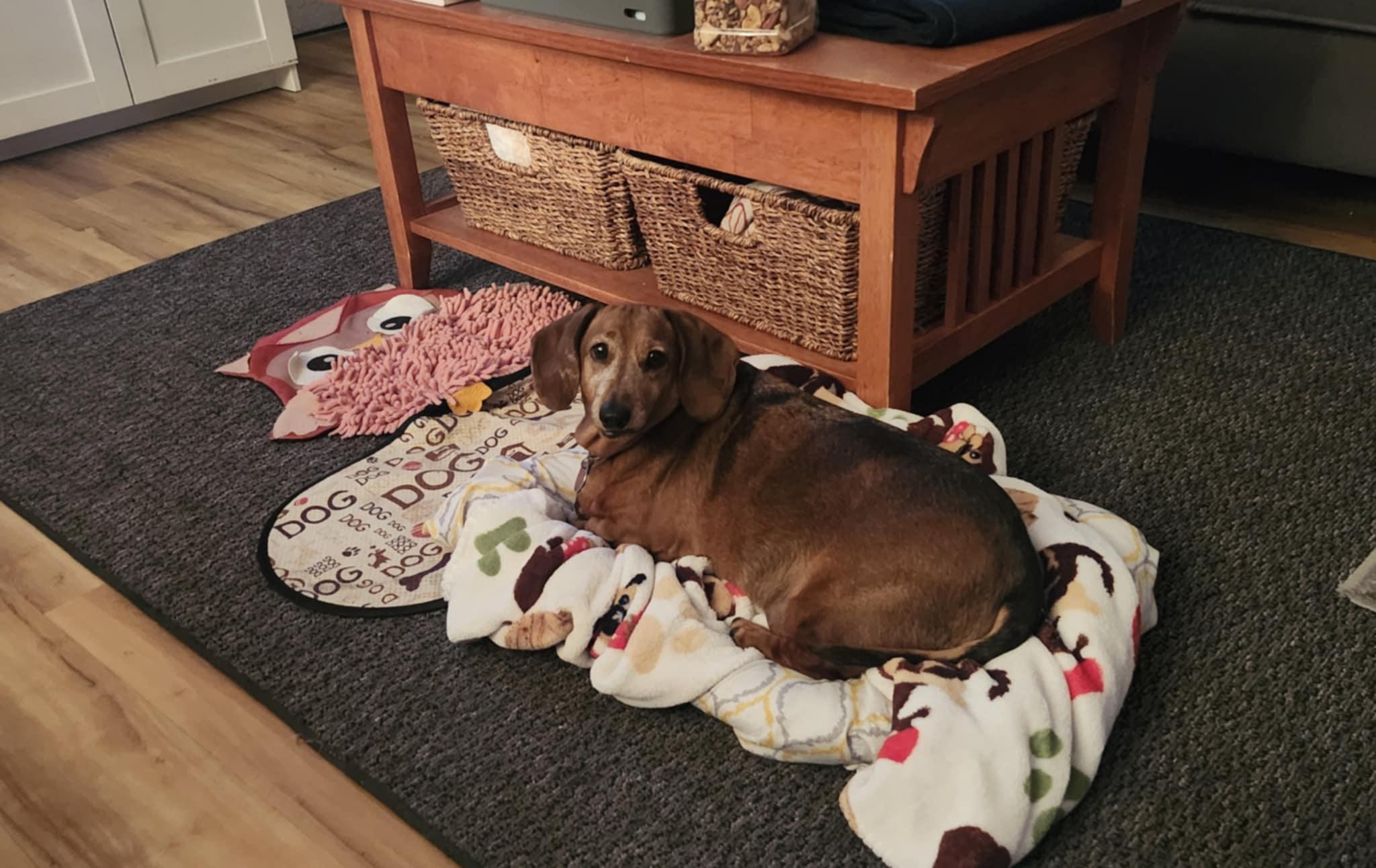 Enlarge Chloe, a Adopted Miniature Dachshund in Louisville, KY image 1/3