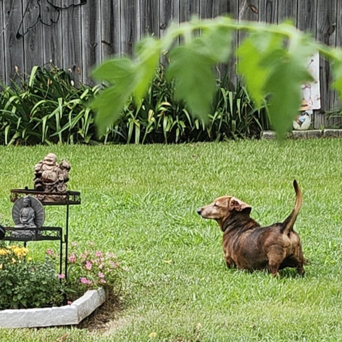 Enlarge Chloe, a Adopted Miniature Dachshund in Louisville, KY image 2/3