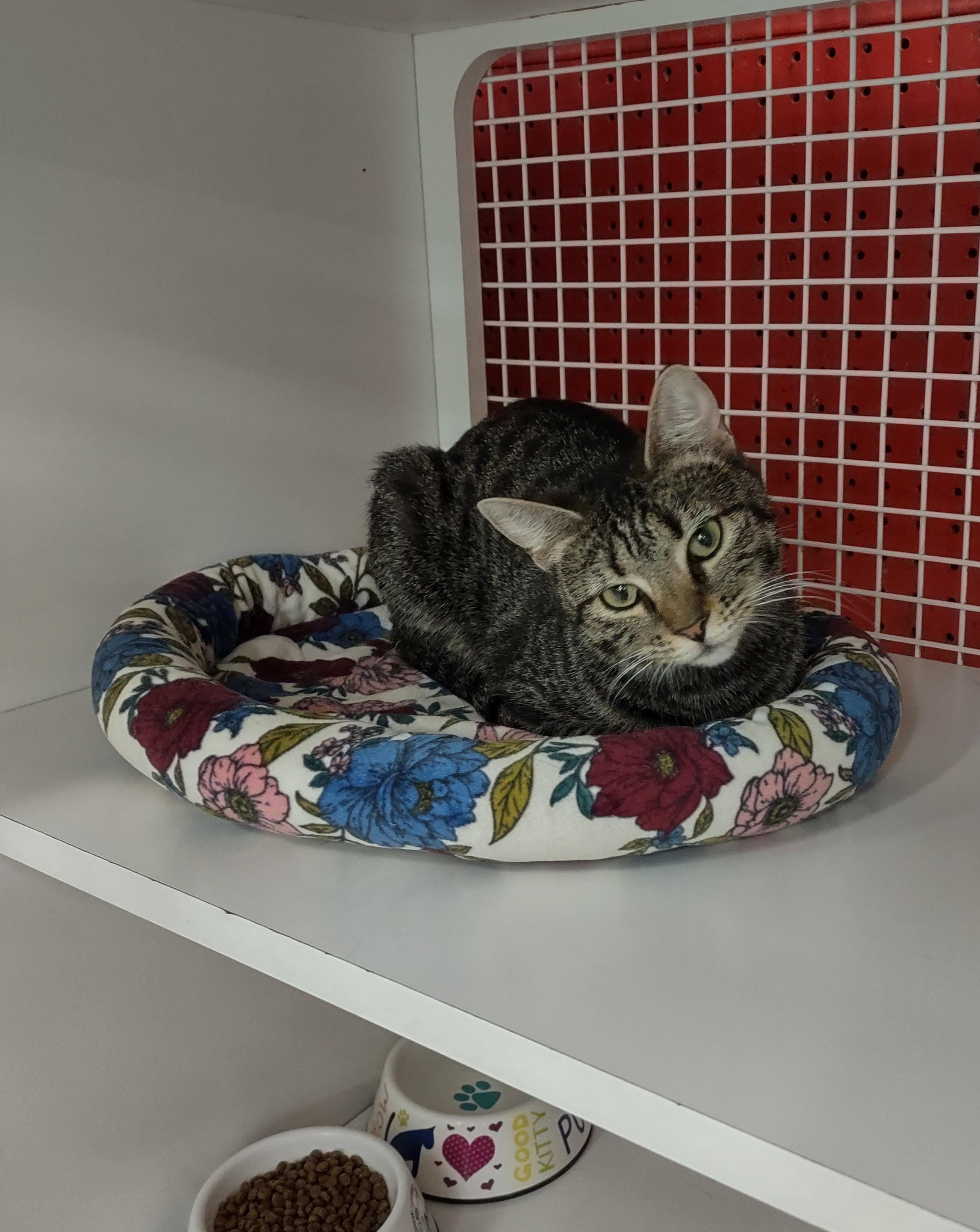 Enlarge Nikole, a Adopted Tabby in Golden Valley, AZ image 1/1