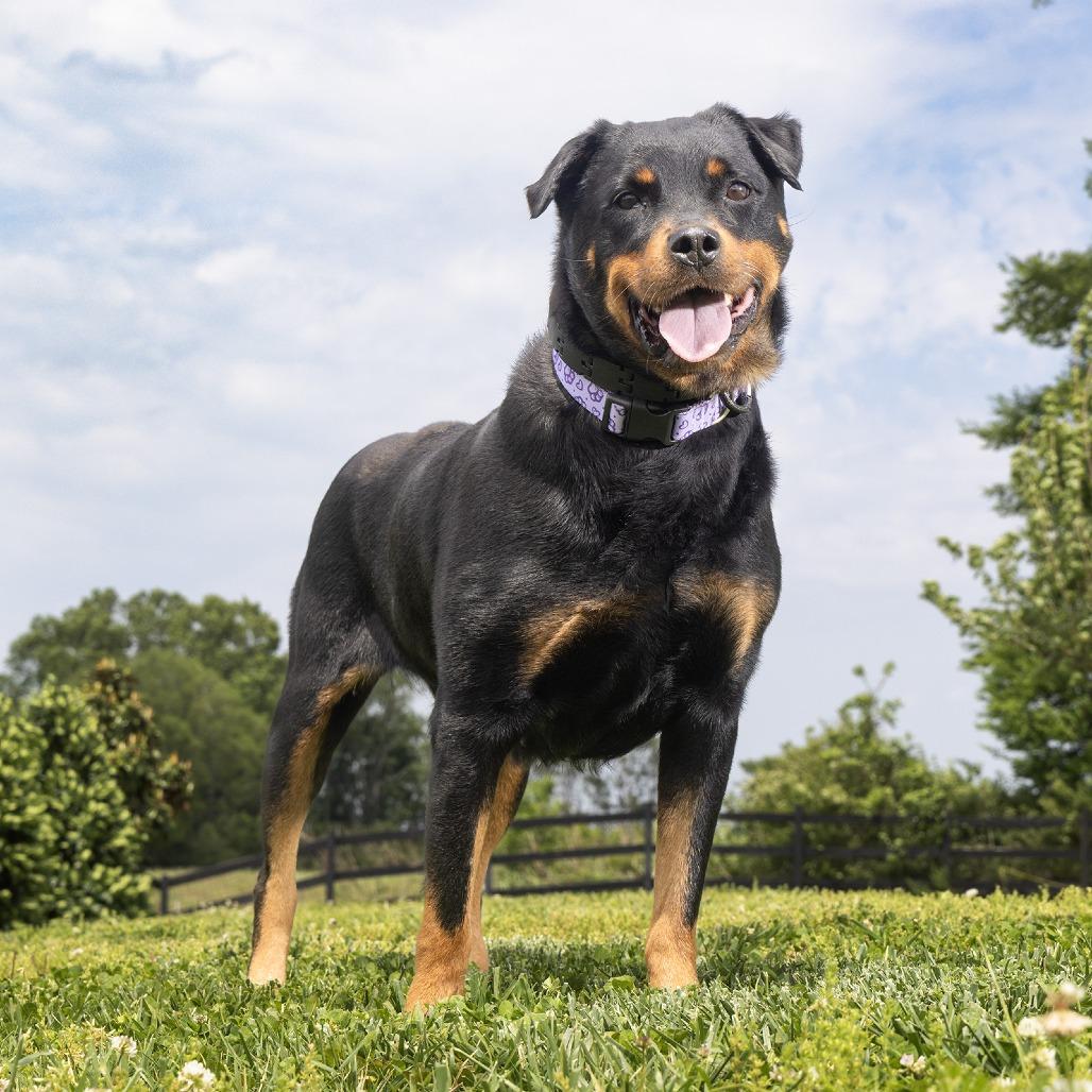 Enlarge Tati, a Adoptable mixed breed in Franklin, TN image 1/2