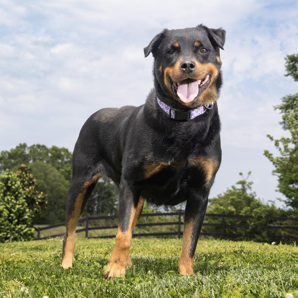 Enlarge Tati, a Adoptable mixed breed in Franklin, TN image 2/2