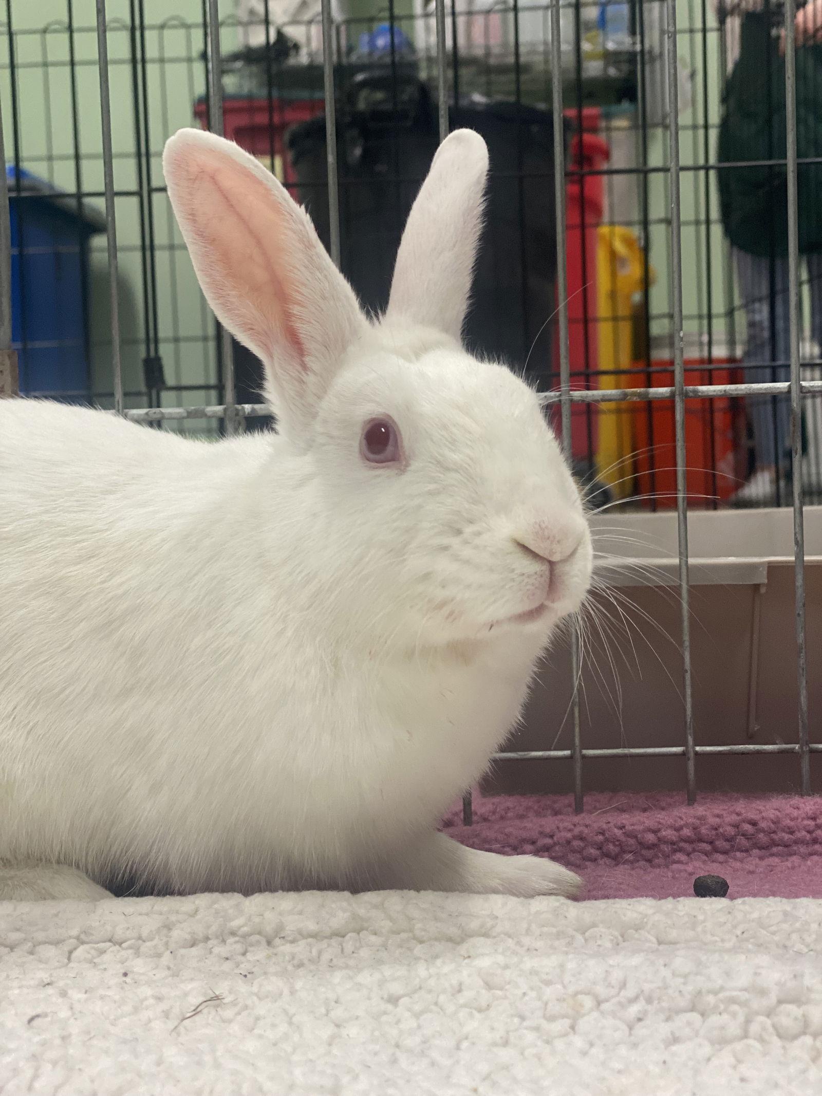 Pudding, a Adoptable American in Oakland, CA image 1/2