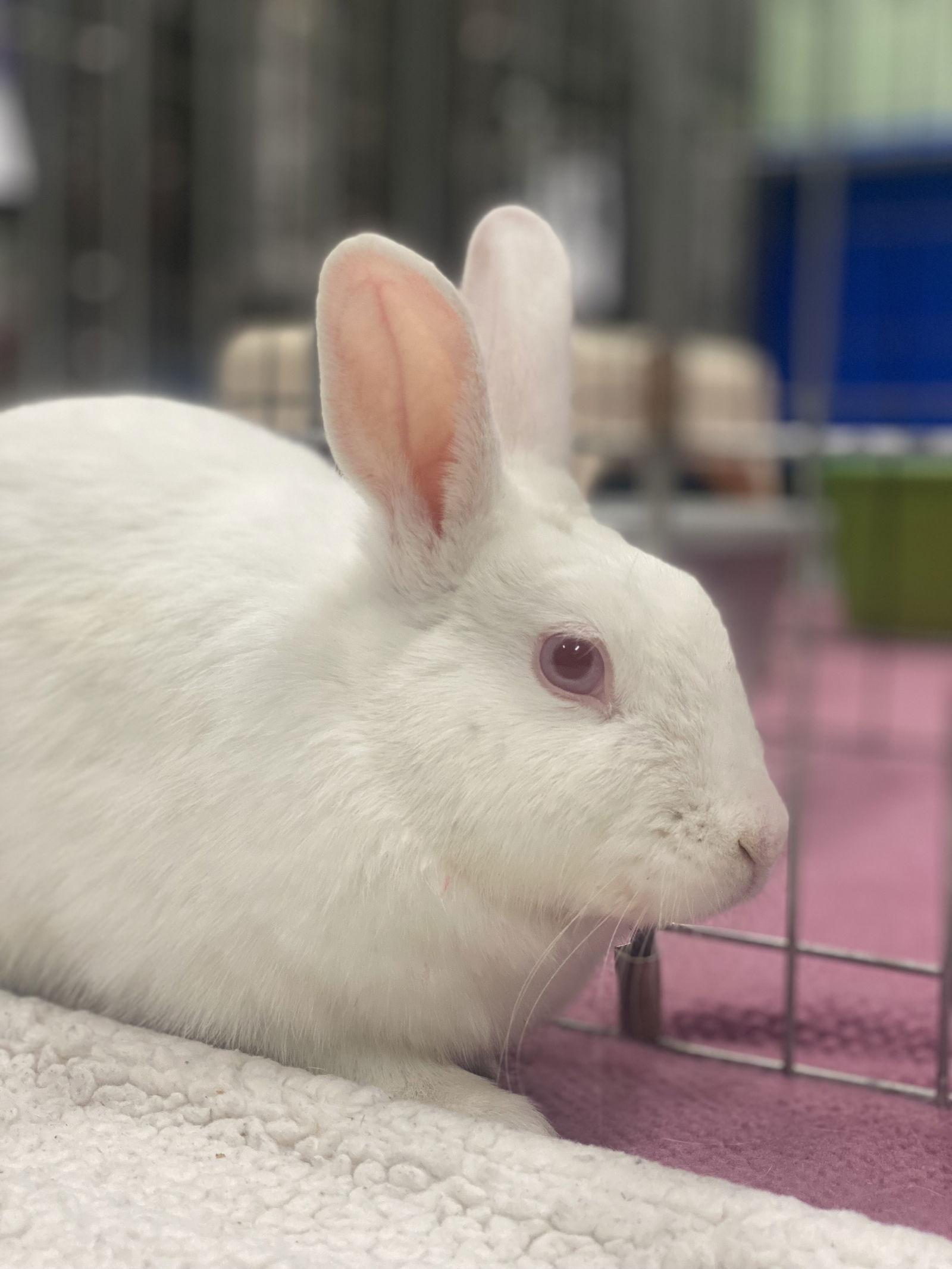 Pudding, a Adoptable American in Oakland, CA image 2/2