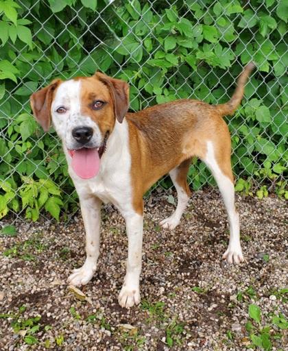 Sammie (6667), an adoptable Labrador Retriever in Lake City, MI, 49651 | Photo Image 1