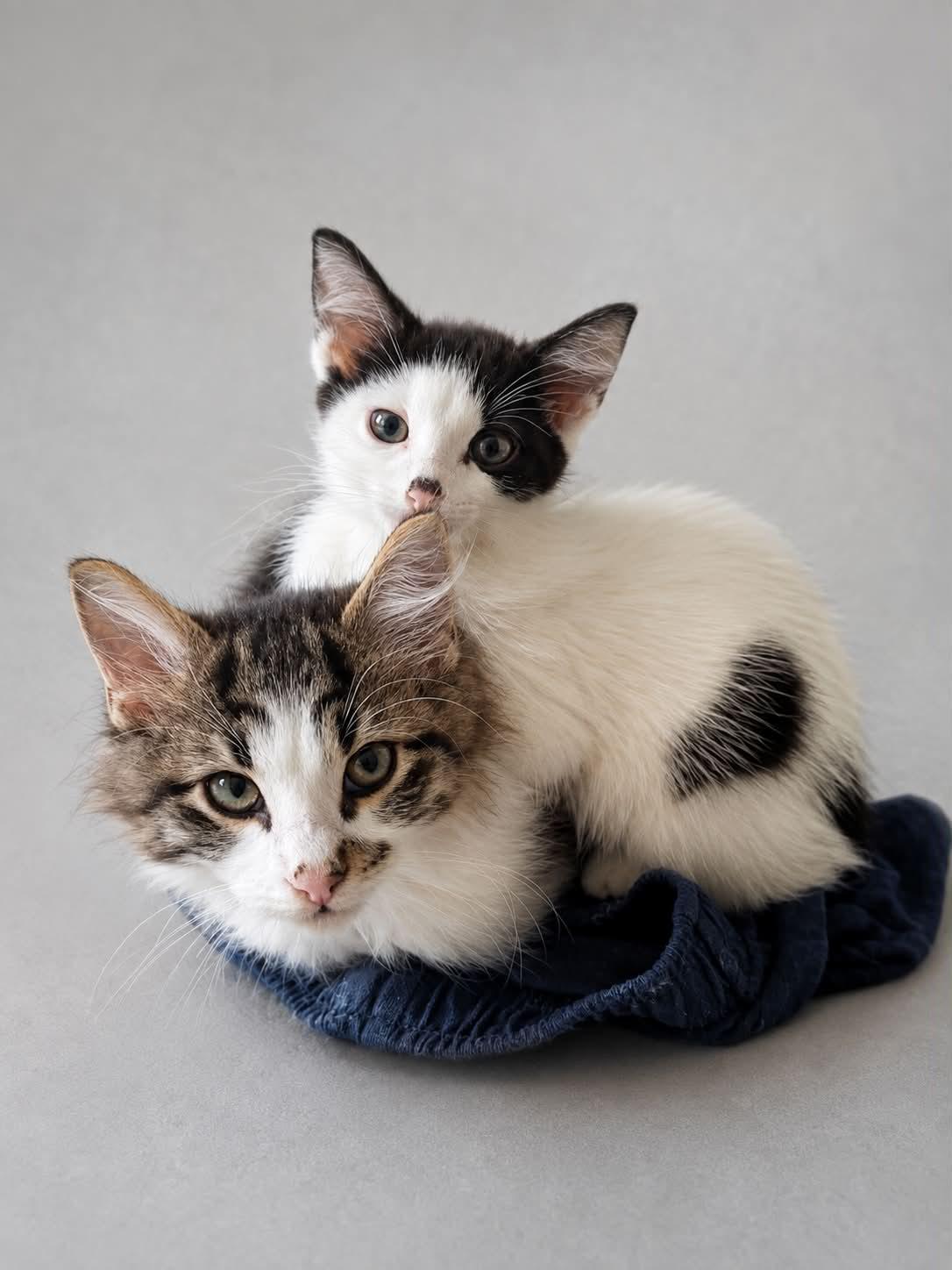 Gordita & Chalupa, Adopted, Kitten Female Domestic Short Hair.