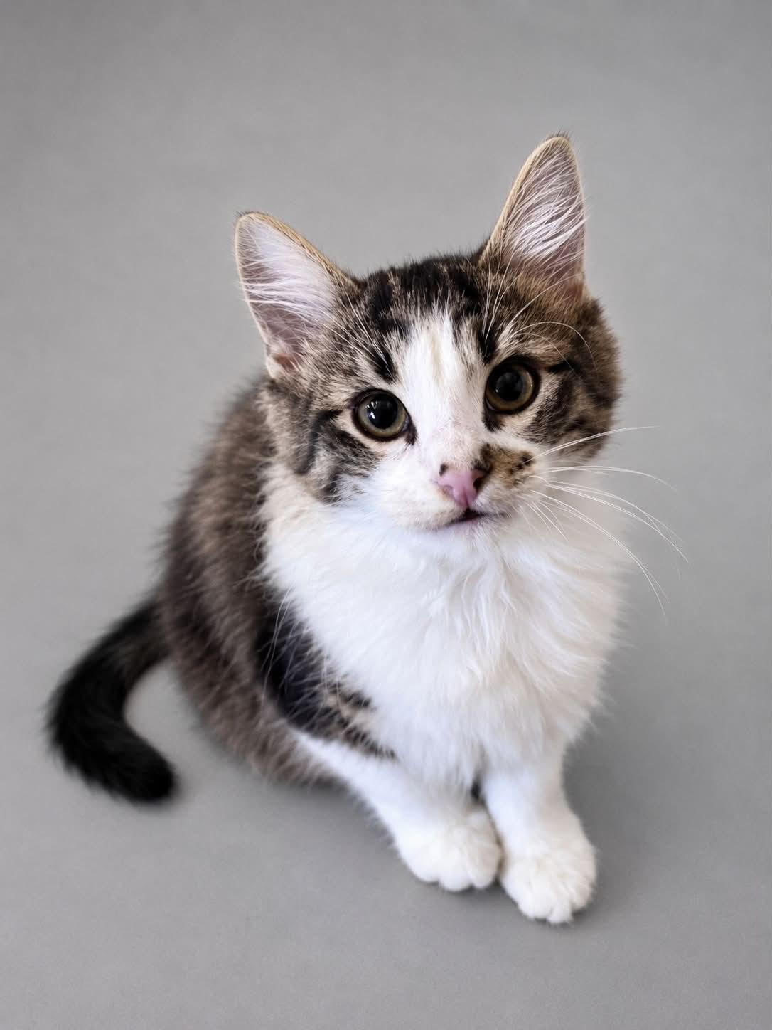 Enlarge Gordita & Chalupa, a Adopted Domestic Short Hair in Rixeyville, VA image 3/3