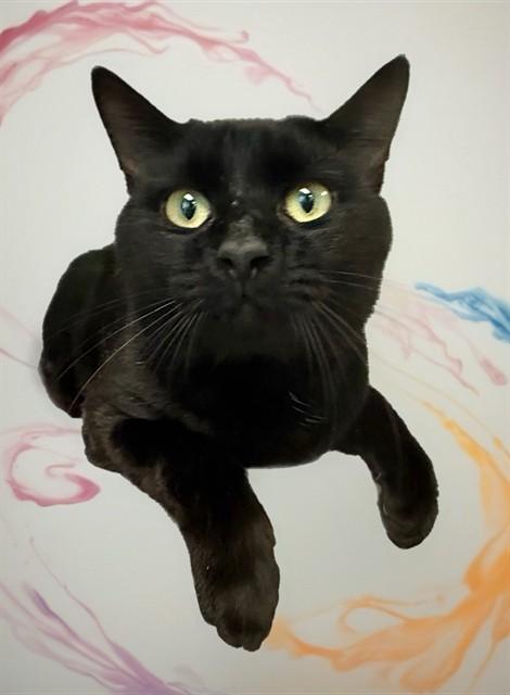 Enlarge WHITLEY, a Adoptable Domestic Short Hair in Sarasota, FL image 1/1
