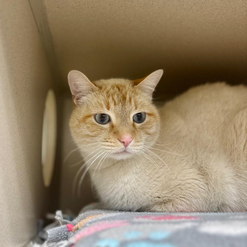 Enlarge Milo, a Adoptable Domestic Short Hair in Great Falls, MT image 1/1