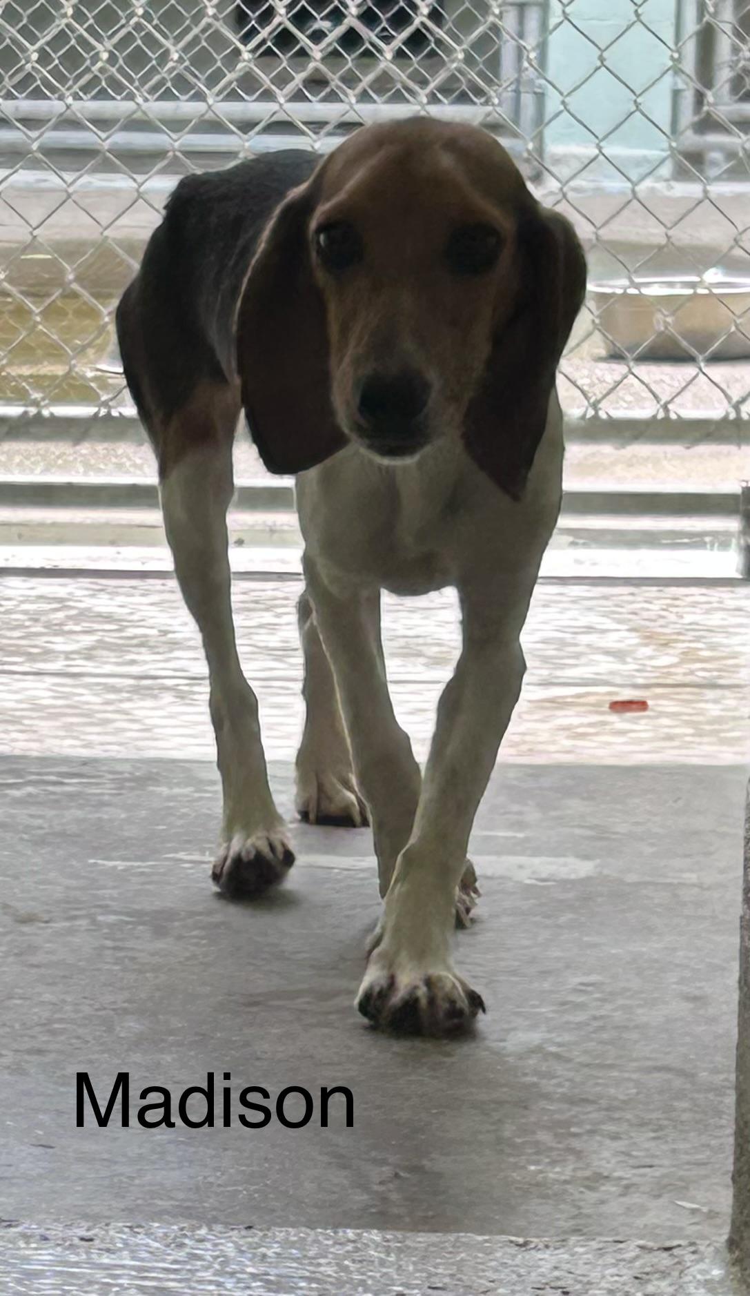 Enlarge Madison, a Adoptable Beagle in Mount Sterling, KY image 1/1