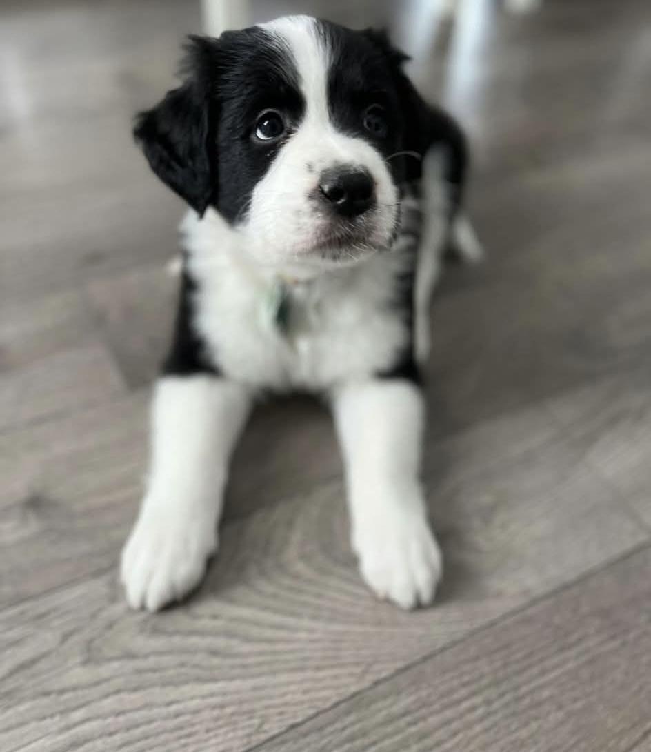 Bob , ADOPTABLE, Puppy Male Mastiff.