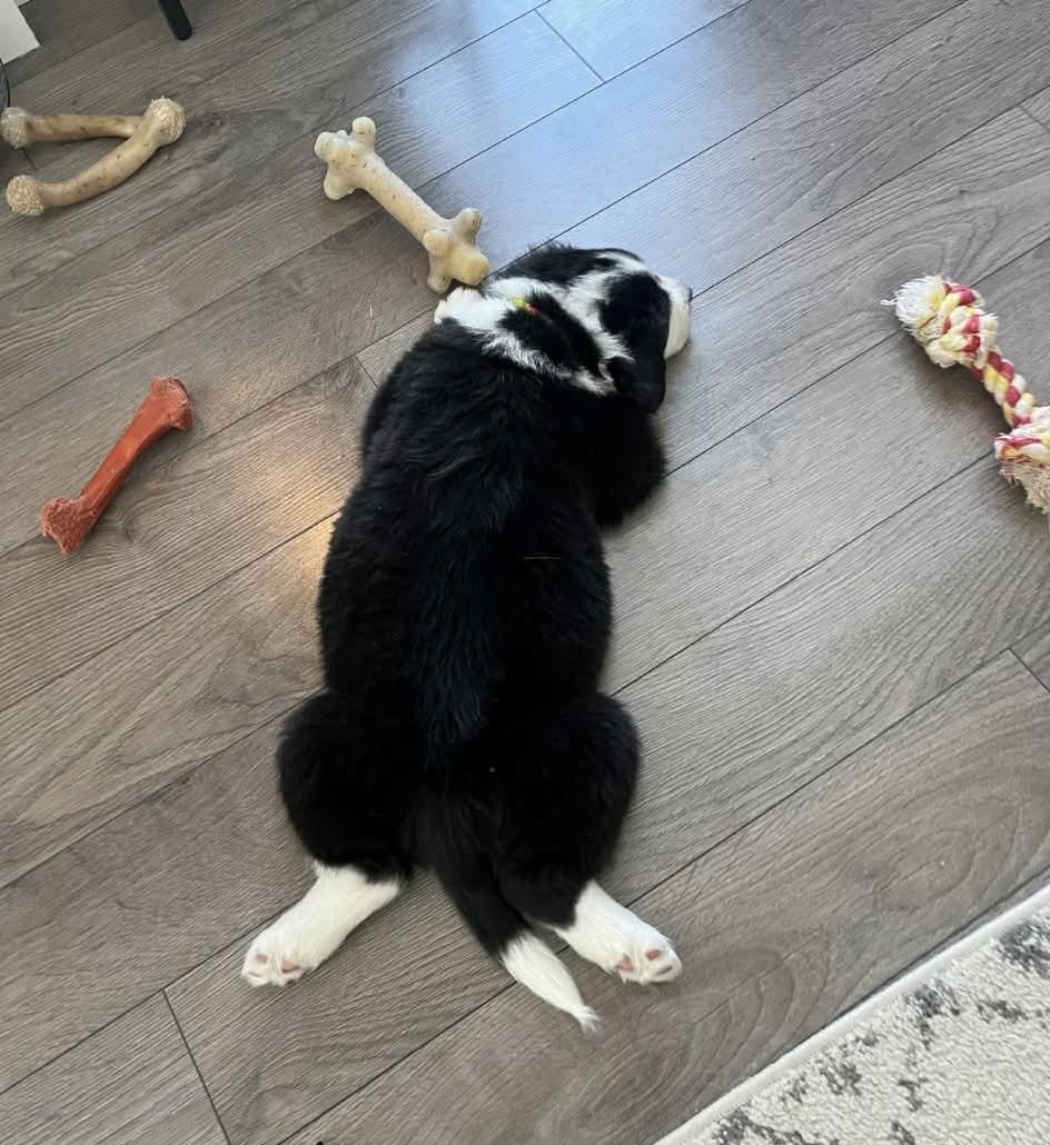 Bob , a ADOPTABLE mixed breed in Winnipeg, MB image 2/3