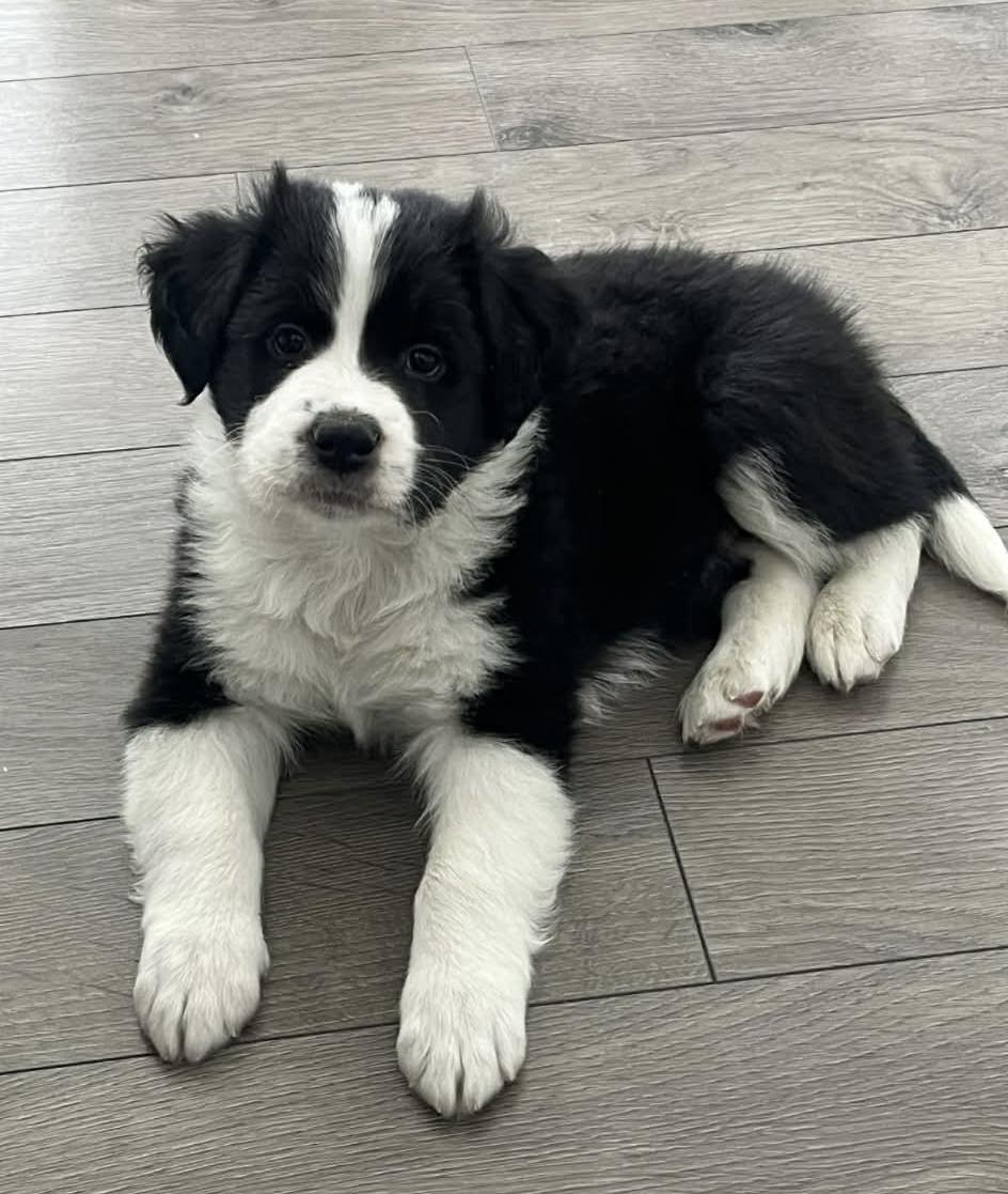 Bob , a ADOPTABLE mixed breed in Winnipeg, MB image 3/3