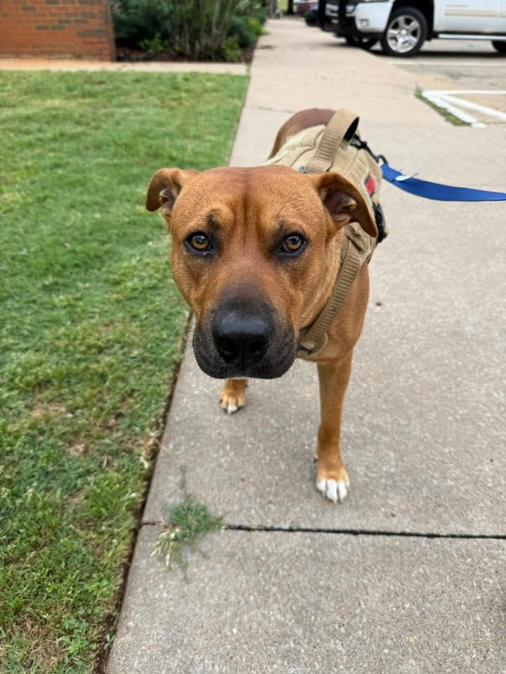 RJ, ADOPTABLE, Adult Male Rhodesian Ridgeback.