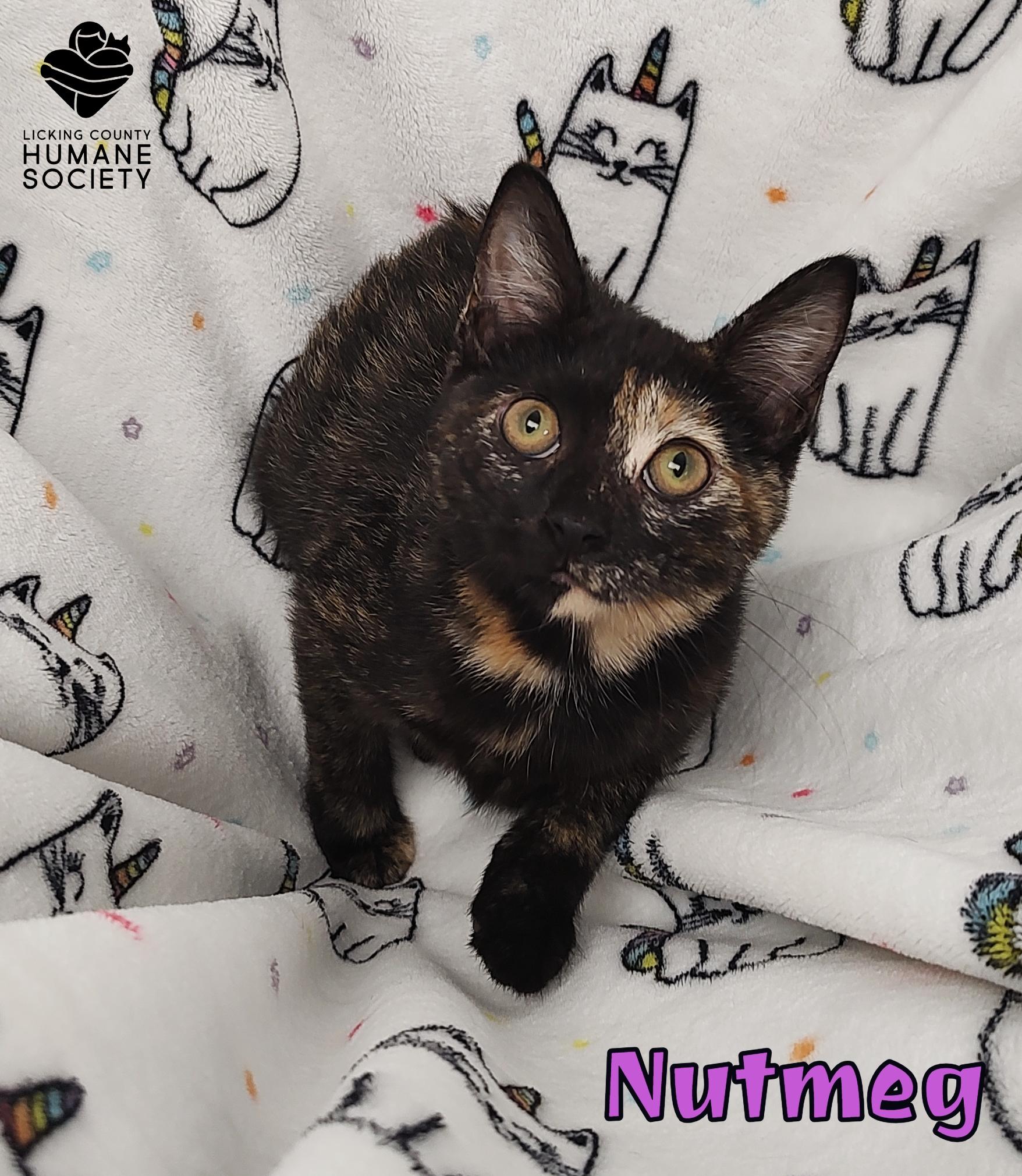 Nutmeg