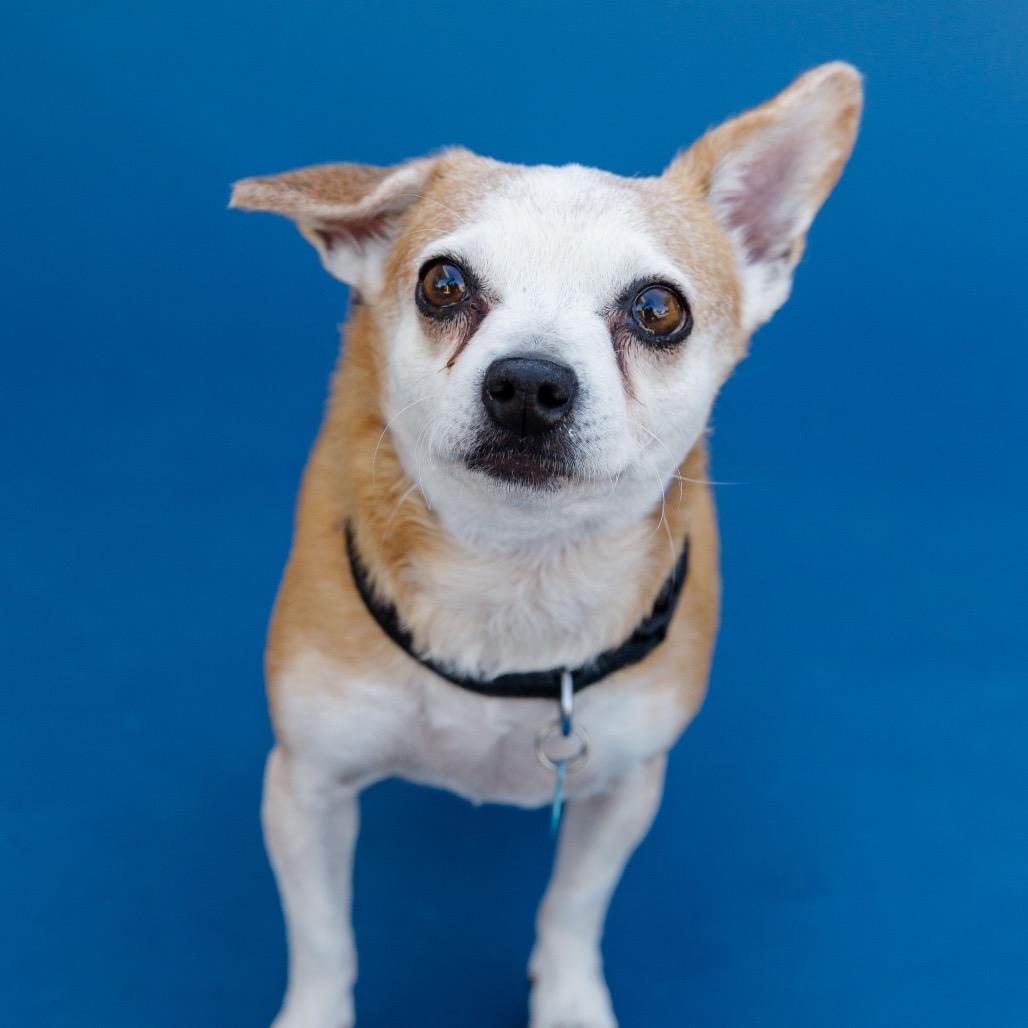 Calista (29) - Costa Mesa Location, Adoptable, Senior Female Chihuahua.