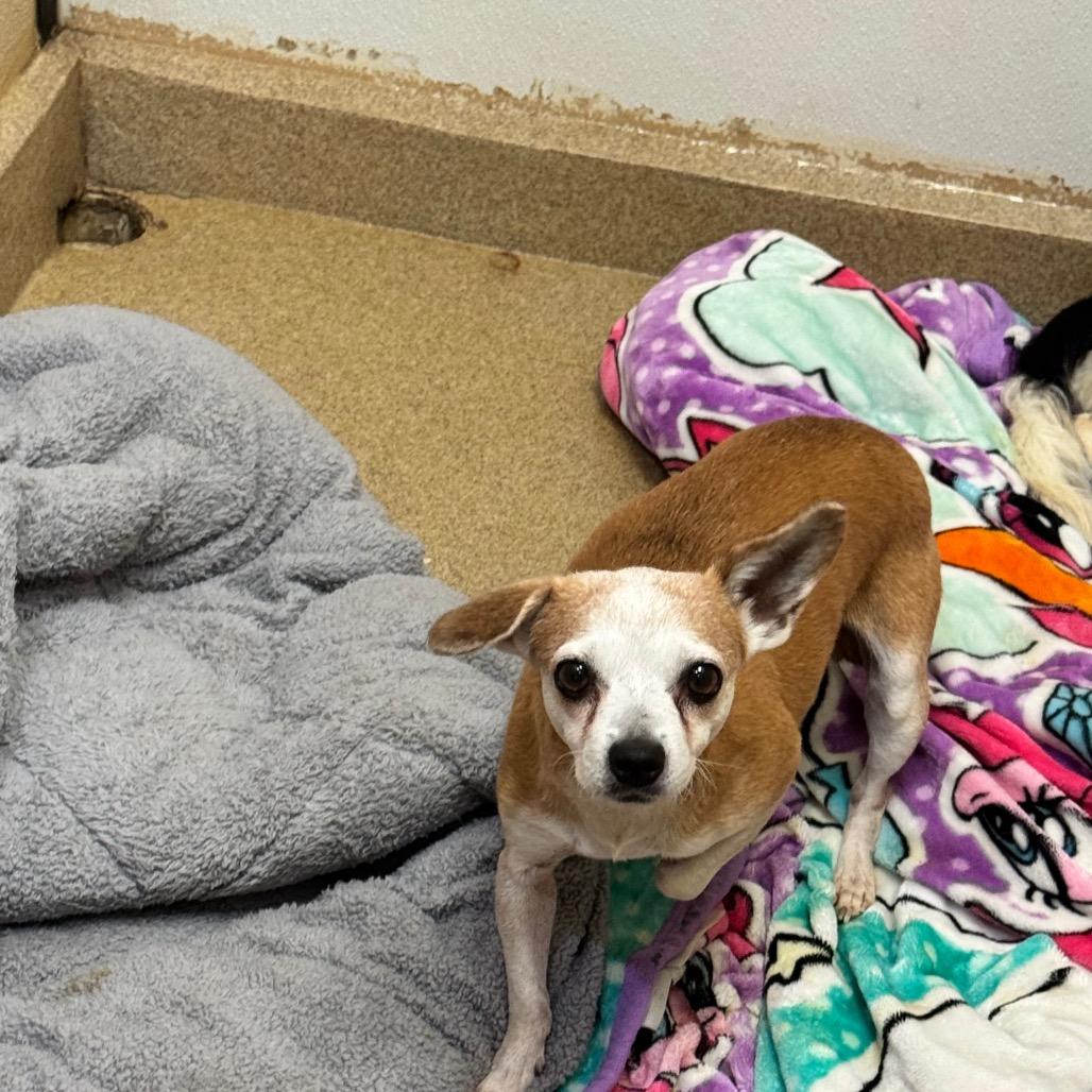 Calista (29) - Costa Mesa Location, Adoptable, Senior Female Chihuahua.