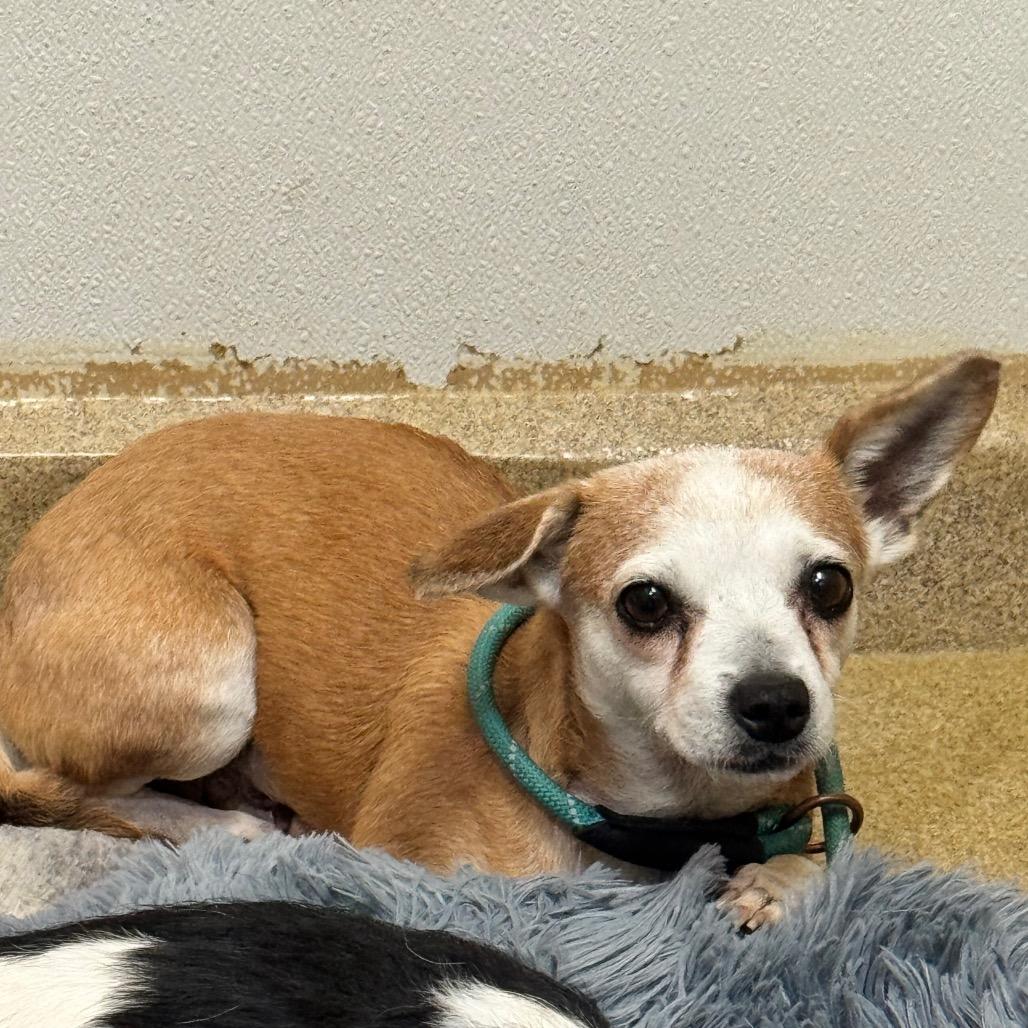 Enlarge Calista (29) - Costa Mesa Location, a Adoptable mixed breed in Chino Hills, CA image 2/6