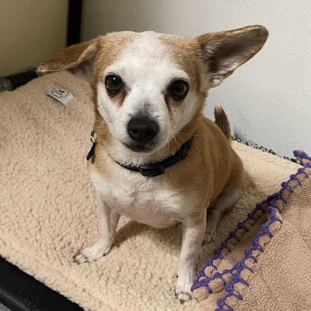 Enlarge Calista (29) - Costa Mesa Location, a Adoptable mixed breed in Chino Hills, CA image 4/6