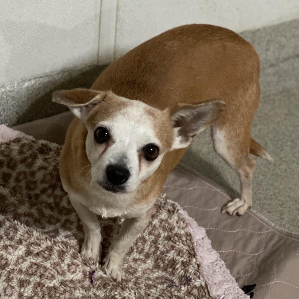 Enlarge Calista (29) - Costa Mesa Location, a Adoptable mixed breed in Chino Hills, CA image 5/6