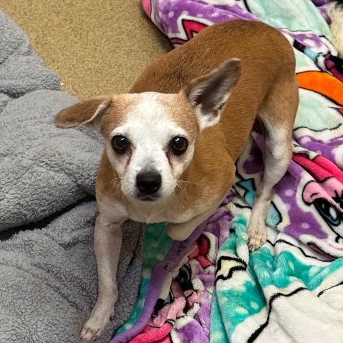 Enlarge Calista (29) - Costa Mesa Location, a Adoptable mixed breed in Chino Hills, CA image 6/6