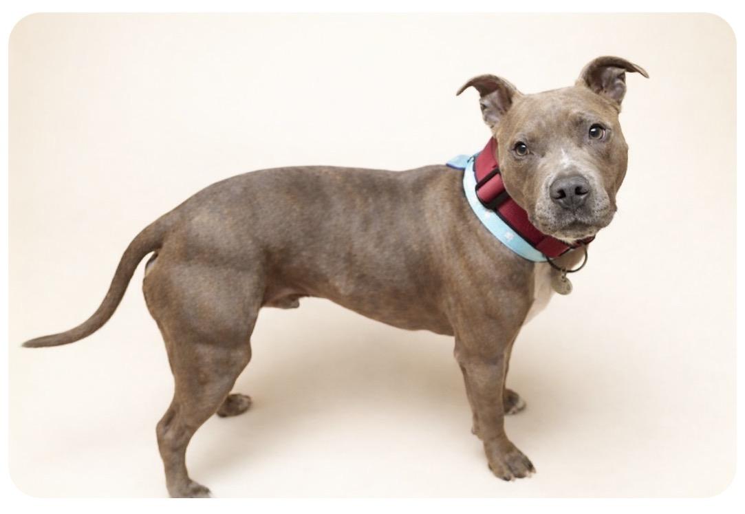 Enlarge LEX, a Adoptable mixed breed in Cookeville, TN image 1/1