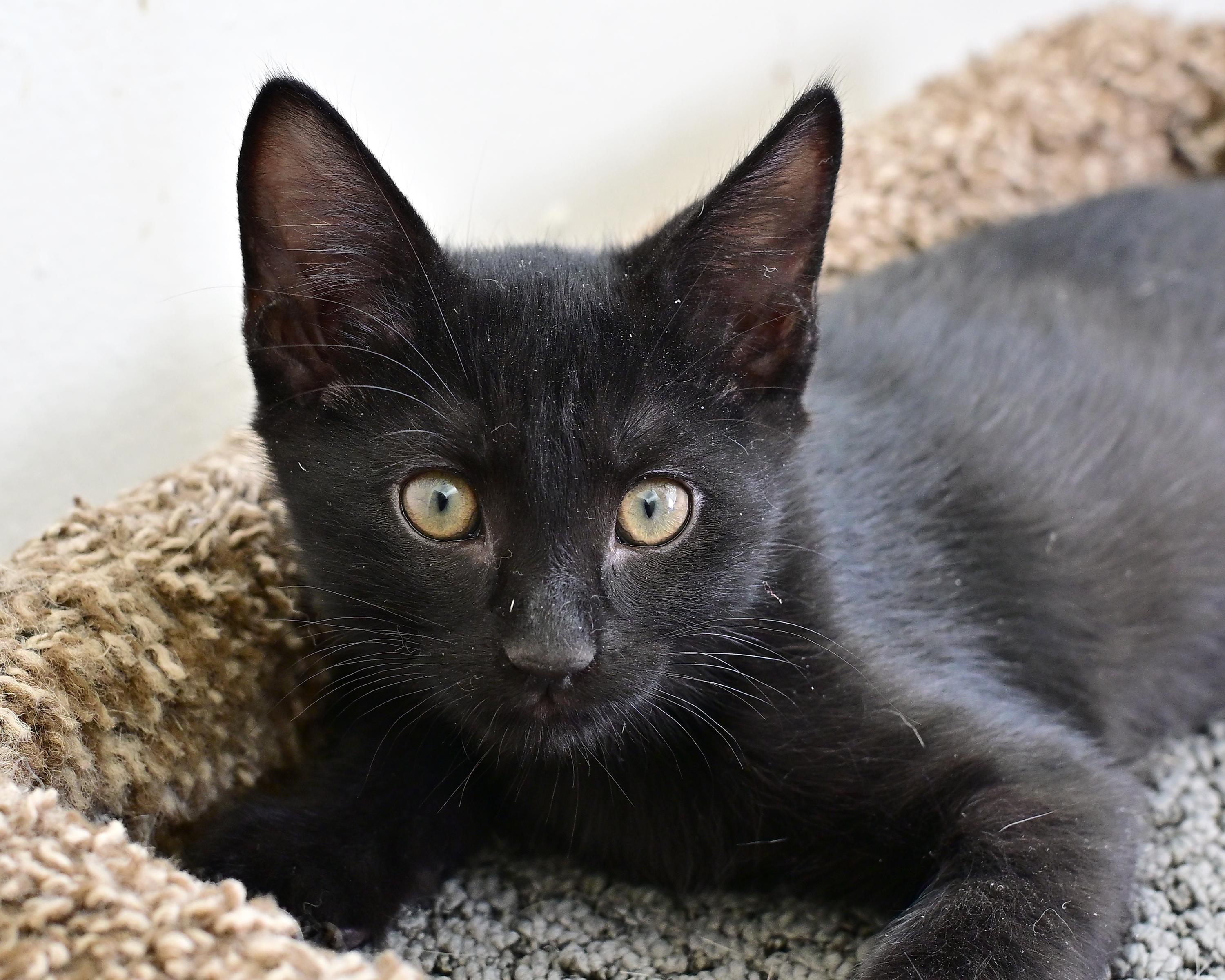 Timmy, ADOPTABLE, Kitten Male Domestic Short Hair.