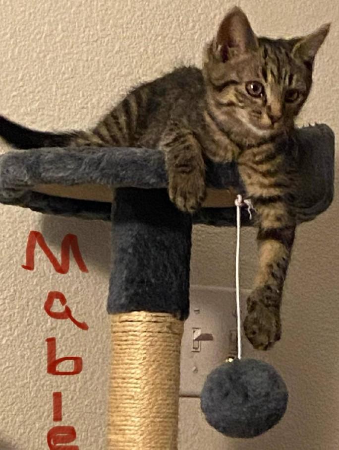 Mable