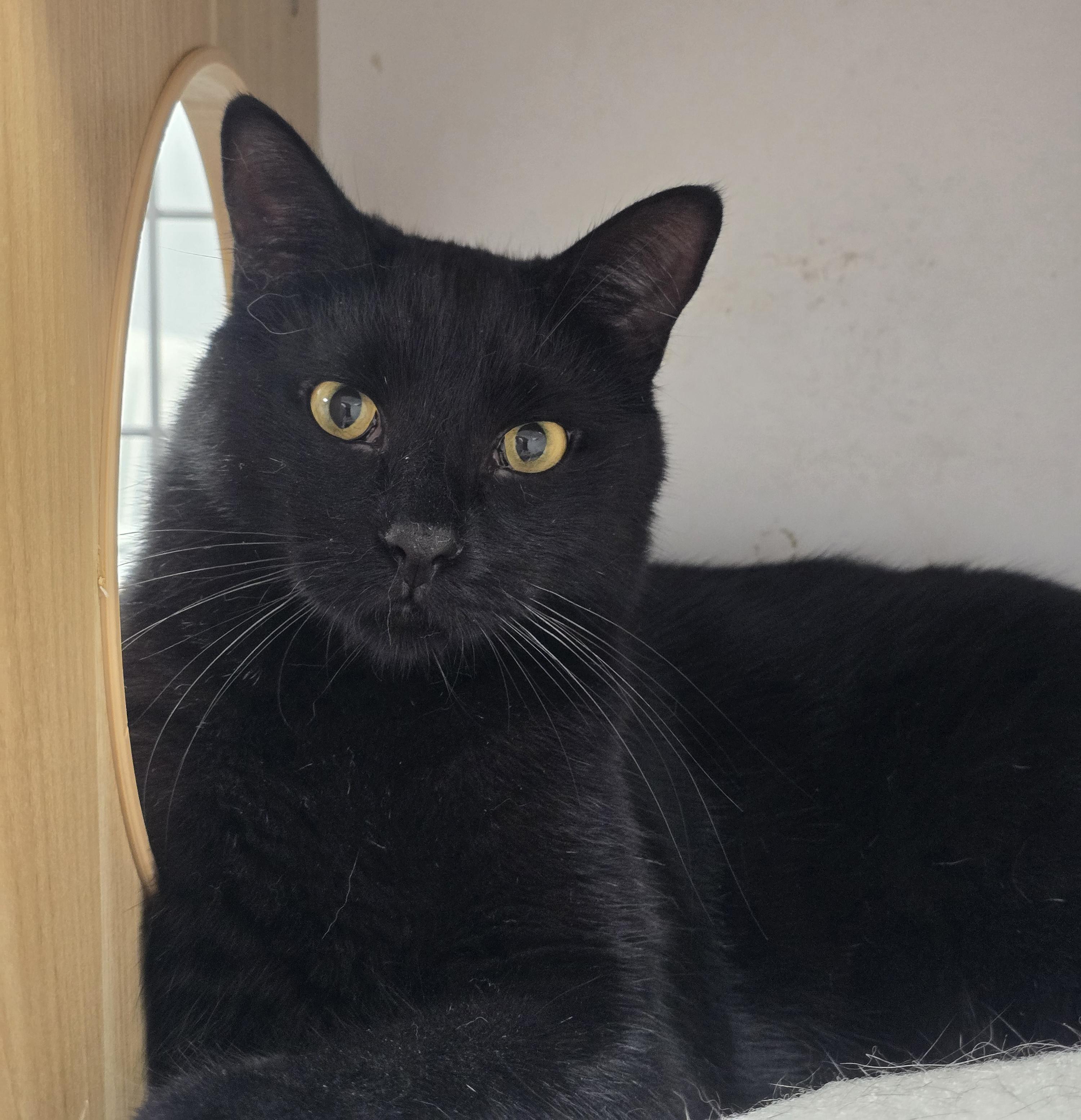 Enlarge Jaspher Youmans, an adopted Domestic Short Hair in Williamsport, PA image 1/2