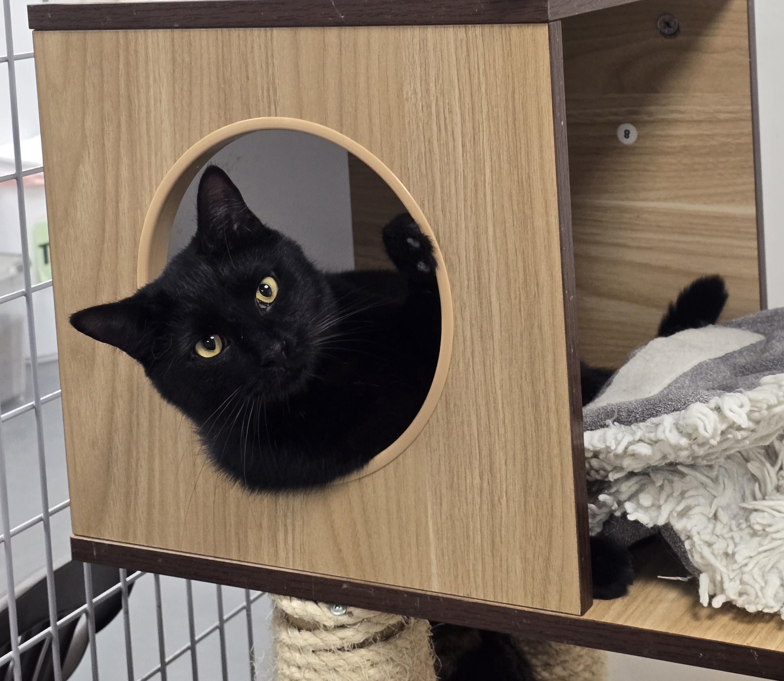 Enlarge Jaspher Youmans, an adopted Domestic Short Hair in Williamsport, PA image 2/2