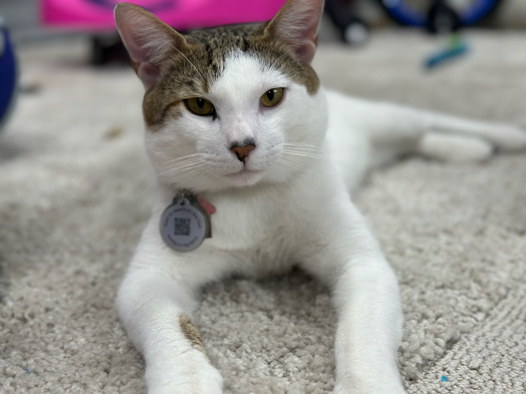 Sharkey, an adopted Domestic Short Hair in Lauderhill, FL_image-1