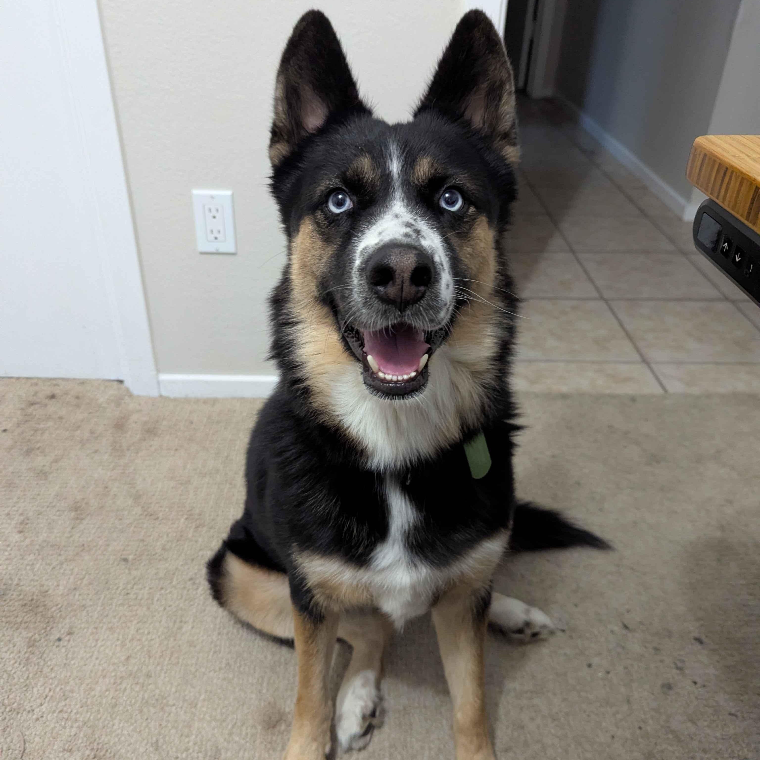 Sky, adoptable, Young Female Husky.