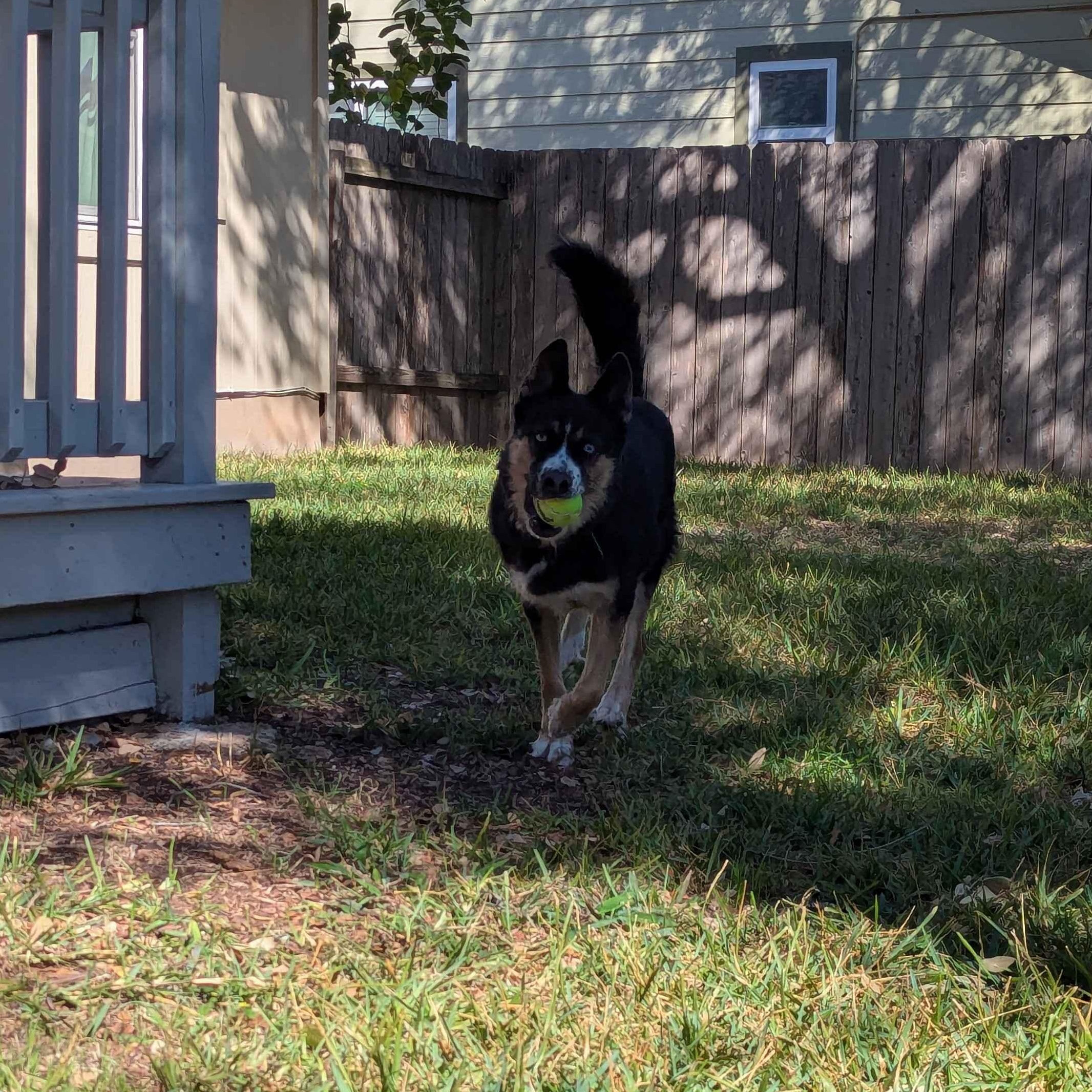 Enlarge Sky, an adoptable mixed breed in Austin, TX image 2/5