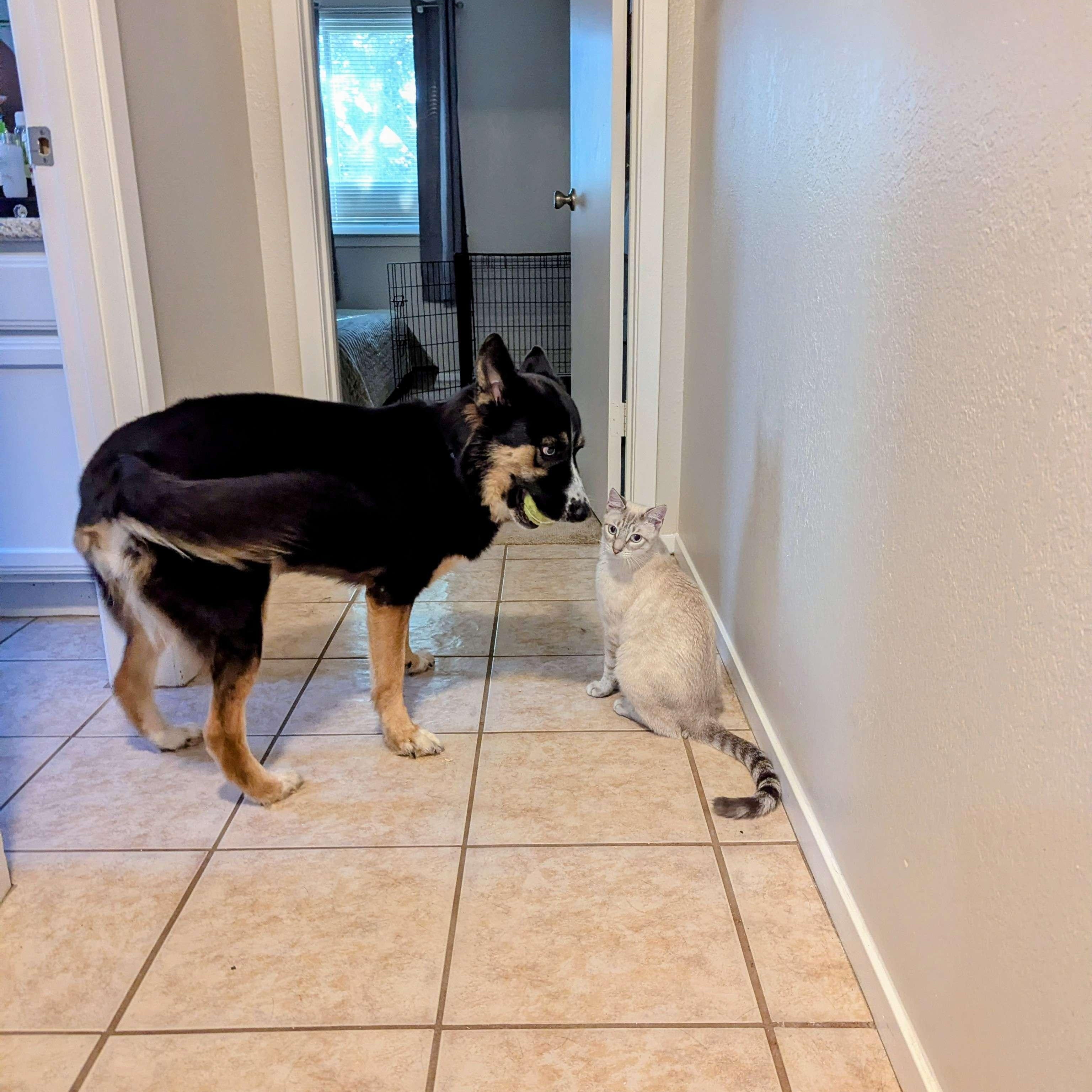 Enlarge Sky, an adoptable mixed breed in Austin, TX image 5/5