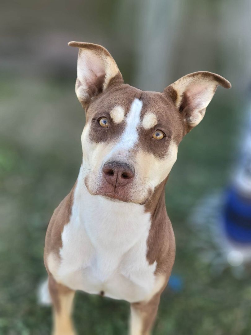 Enlarge Osita, a Adoptable Pit Bull Terrier in Temecula, CA image 13/17