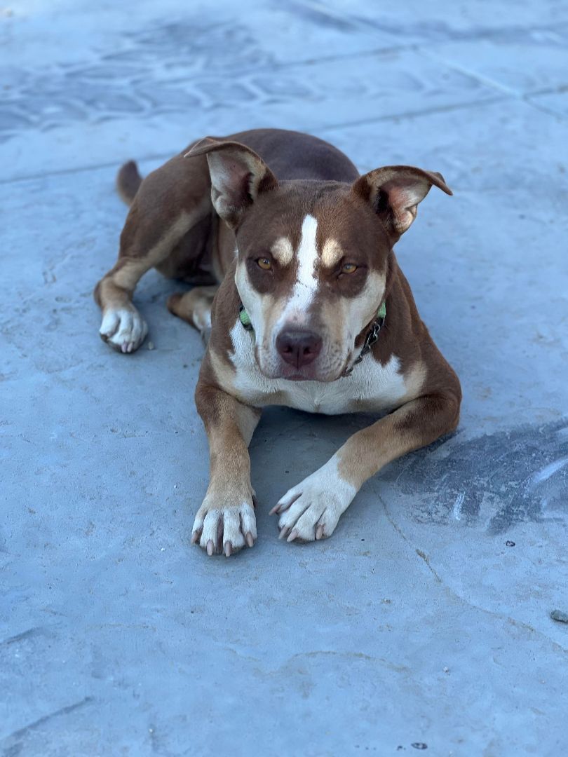 Enlarge Osita, a Adoptable Pit Bull Terrier in Temecula, CA image 14/17