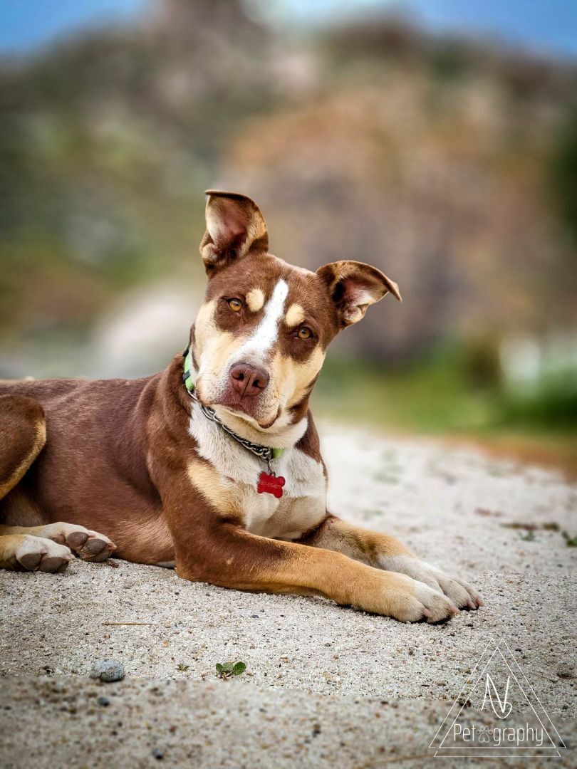 Enlarge Osita, a Adoptable Pit Bull Terrier in Temecula, CA image 1/17