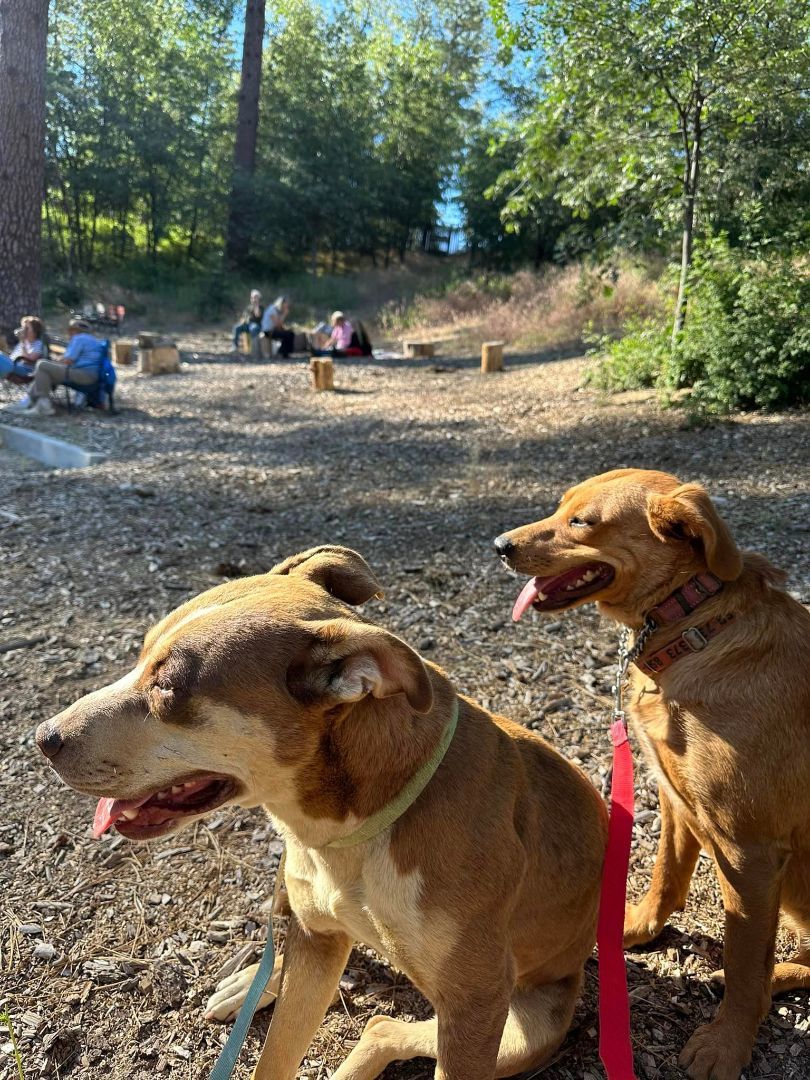 Enlarge Osita, a Adoptable Pit Bull Terrier in Temecula, CA image 15/17