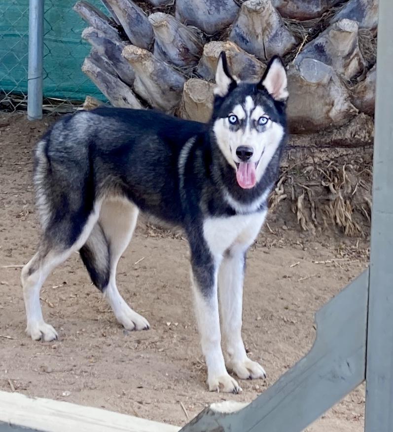 Enlarge Yukon, an adoptable Husky in Camp Pendleton, CA image 6/6